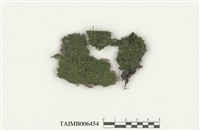 藏品(細鱗苔)的圖片